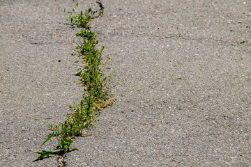 Green plants growing in cracked asphalt road texture
