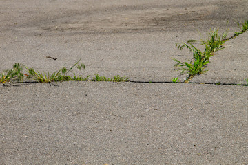 Green plants growing in cracked asphalt road texture