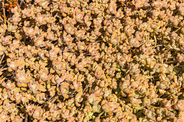 Cactus leaves texture