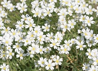  Filziges Hornkraut, Cerastium tomentosum