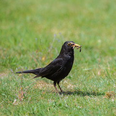 Common blackbird, Turdus merula, eating earthworms on the lawn 