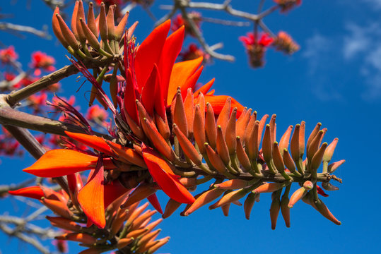 28 Best 沖縄県花 Images Stock Photos Vectors Adobe Stock 28 Best 沖縄県花 Images Stock Photos Vectors Adobe Stock
