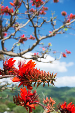 28 Best 沖縄県花 Images Stock Photos Vectors Adobe Stock