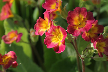 Perennial primrose or primula in the spring garden. Spring primroses flowers, primula polyanthus. The beautiful red colors primrose flowers garden