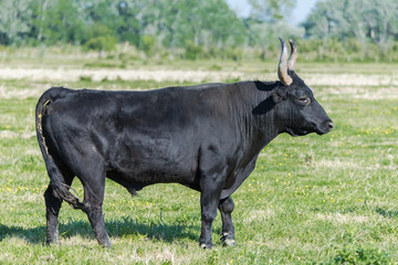 Bull in a field, dominating male in Camargue