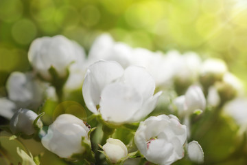White flowers trees spring day in the Park. Early in the morning. The ant on the flower