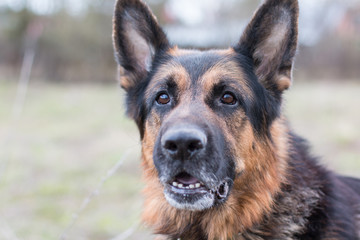 German shepherd dog in sunny day