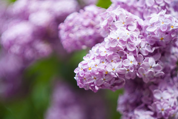 Blossoming lilacs