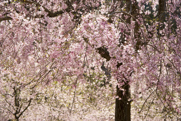 枝垂れ桜咲く山里