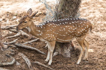 A young female Chital standing idly.