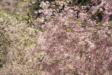 枝垂れ桜咲く山里