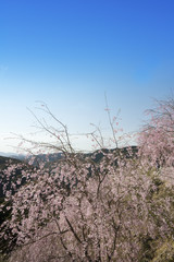枝垂れ桜咲く山里