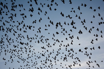 Flocking behavior of Starling Birds in winter