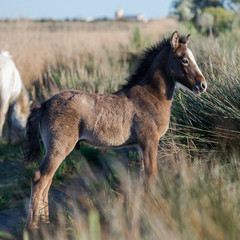 Foal, Camargue horse in the swamps 