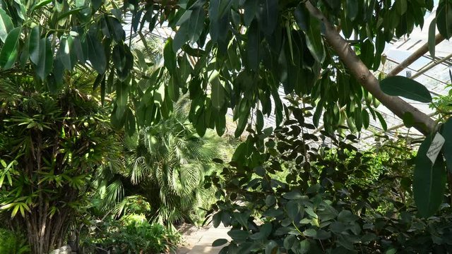An inconspicuous path among the trees in the botanical garden