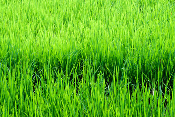 Rice field scenery in thailand, green background