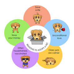 Reasons to adopt a pet vector infographics