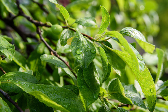 plum tree greenery after rain. green background 
