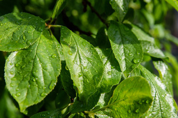 plum tree greenery after rain. green background 