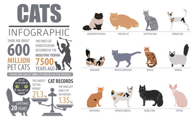 Cat breeds infographic template, icon isolated on white