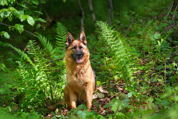 German sherpherd dog sitting in forest fern