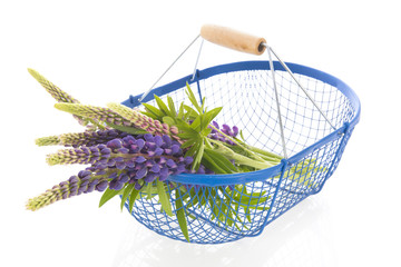 Obraz premium Purple Lupine isolated over white background
