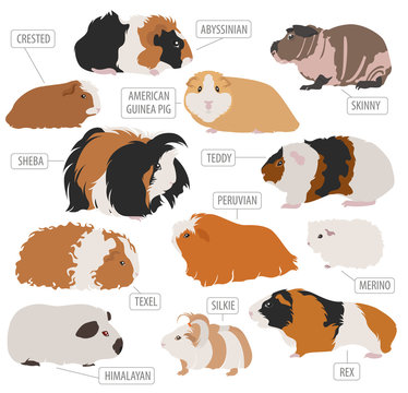 Guinea Pig breeds icon set flat style isolated on white. Pet rodents collection. Create own infographic about pets