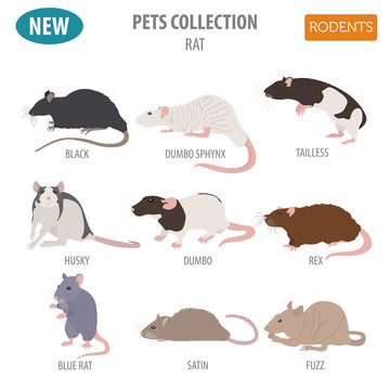 Rat breeds icon set flat style isolated on white. Pet rodents collection. Create own infographic about pets