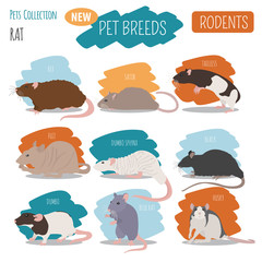 Rat breeds icon set flat style isolated on white. Pet rodents collection. Create own infographic about pets