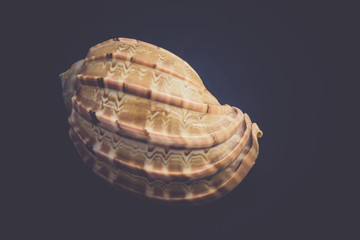 Sea Shell Macro Retro