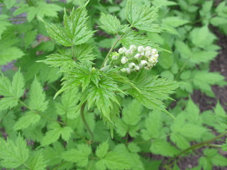 Schwarzfrüchtiges Christophskraut mit Blüte, Actaea spicata