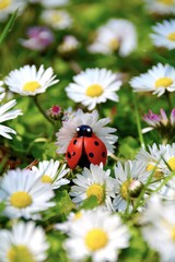 Sommer Grußkarte - Gänseblümchen mit Marienkäfer - Blumenwiese mit Käfer - Glückwunschkarte...