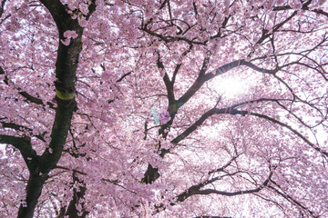Obraz premium Kosan Okaegizakura – Famous Spring Spot with Blue Sky and Cherry Blossom Avenue (2017)