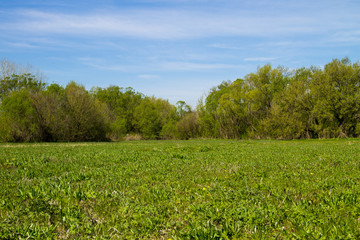 Spring landscape with green meadow and trees
