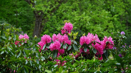 Flowers in springtime