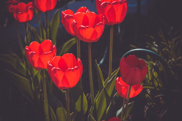 Spring Red Tulip Macro Retro
