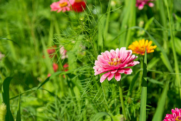 Obraz premium summer background with beautiful flowers