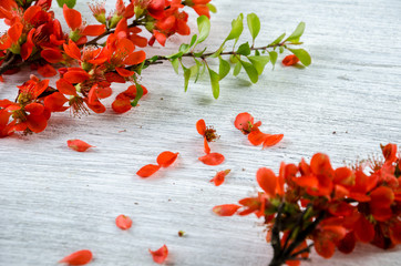 Composition from red flowers. Red flowers on a white wooden table.