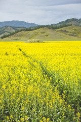 Flowering rapeseed field. Yellow flowers. Altai