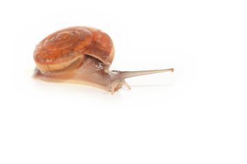 Snail on white background