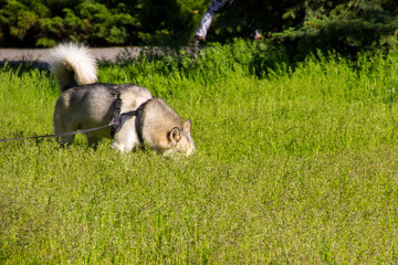 Siberian husky on a leash walking outdoor in green park
