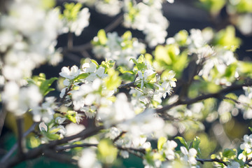 White Spring Blooming Trees