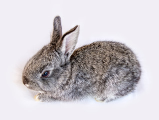 Photo of a small rabbit isolated on a white background