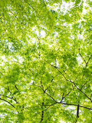 新緑のケヤキ
