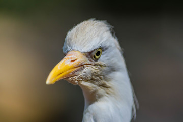 Aigrette pic-boeufs.