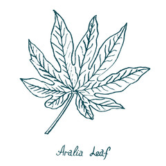 Aralia Leaf, hand drawn doodle, sketch in pop art style, vector illustration