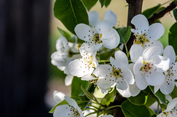 Plum. Beautiful flowering plum tree