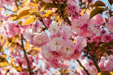 Sakura. Beautiful cherry blossom