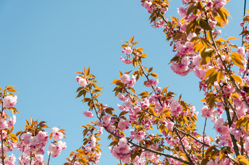 Sakura. Beautiful cherry blossom