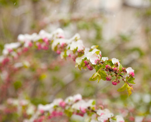 Flowering bush under the snow